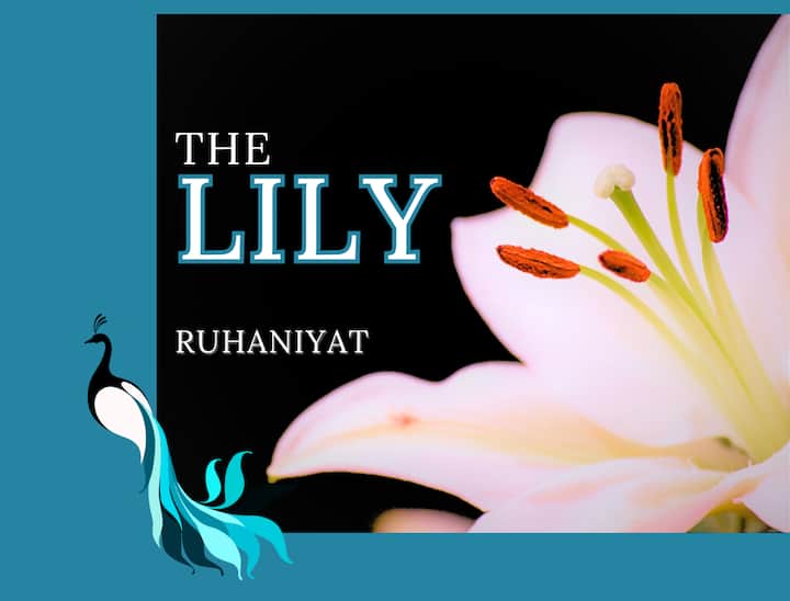 [Flash Sale] Lily @Ruhaniyat | Affordable Luxury - 암리차르