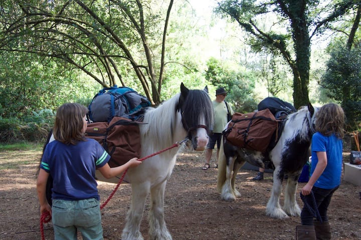 Wild Camp In Woodland & Ponies Carry Your Kit. - ウェーマス