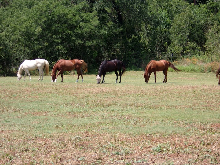 Horse Setting In The Country - Buda, TX