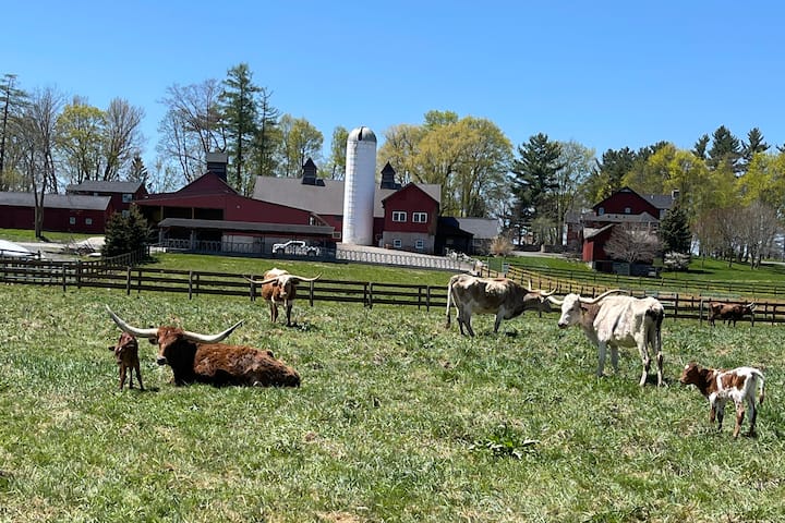 Albanese Longhorns Cattle Ranch Studio Apt. - Cazenovia, NY