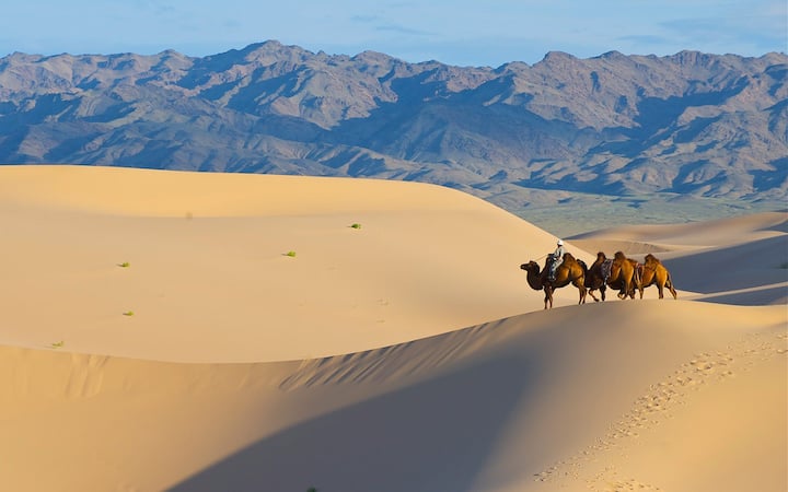 Camel Nomad - Moğolistan