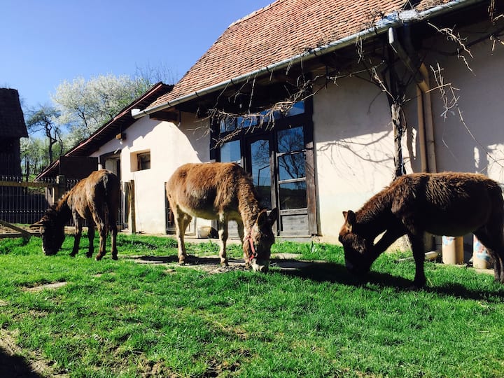 The Donkey Farm - In The Heart Of Transylvania - Alma, Romania