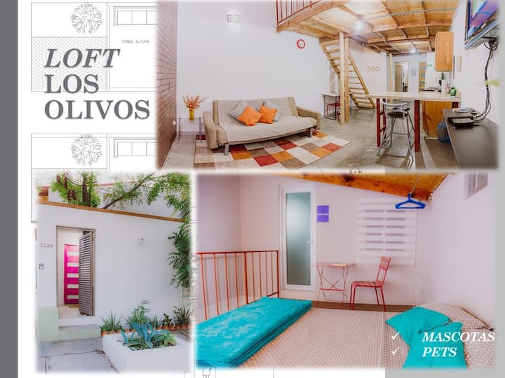 Agradable Estudio/loft  Los Olivos Ok Pets/mascota - メキシコ ラパス