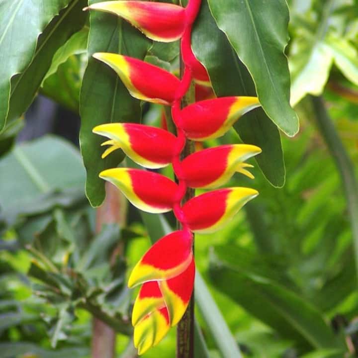 Heliconia Haven : A Place To Come & Unwind. - 達爾文