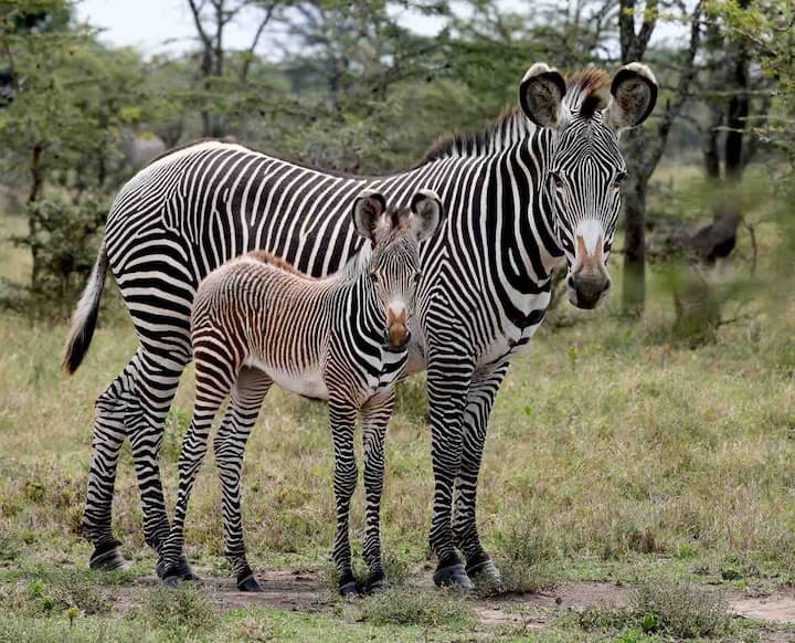 Luxury Bush Getaway, Mt Kenya Wildlife Estate #40 - Kenya