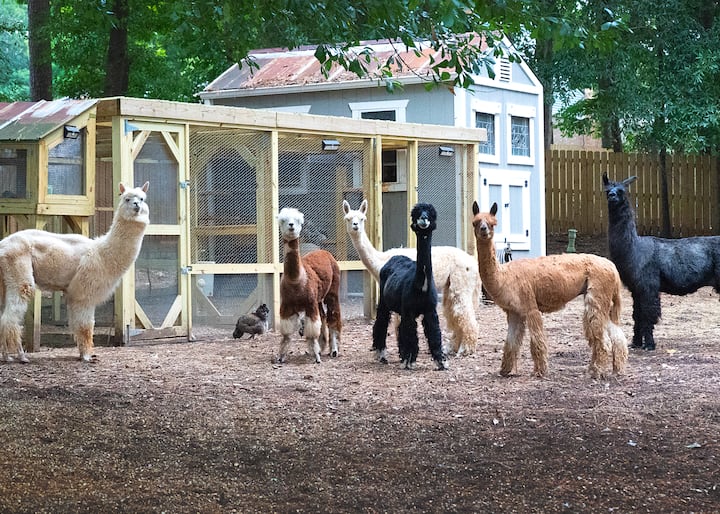 Your Alpaca Cottage ~ Atl Urban Alpaca Sanctuary - 스톤 마운틴