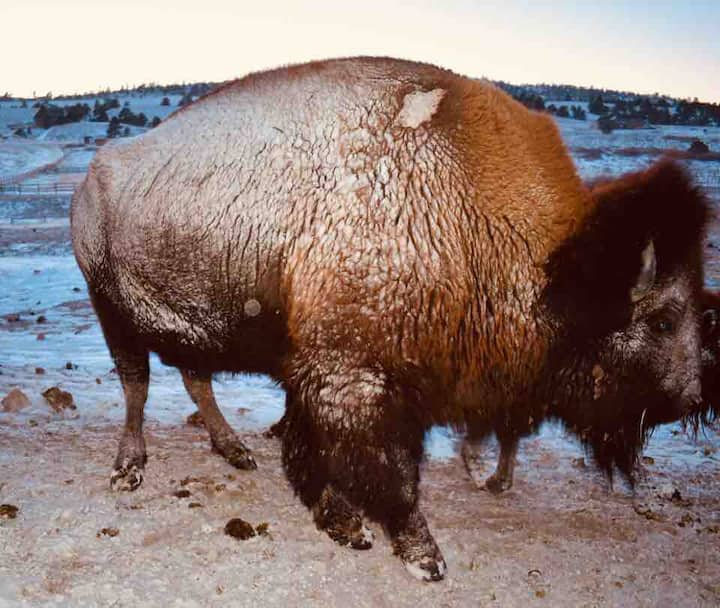 Buffalo Ranch And Spa - Wyoming