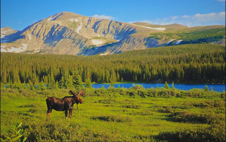 Moose Meadow - 荷馬