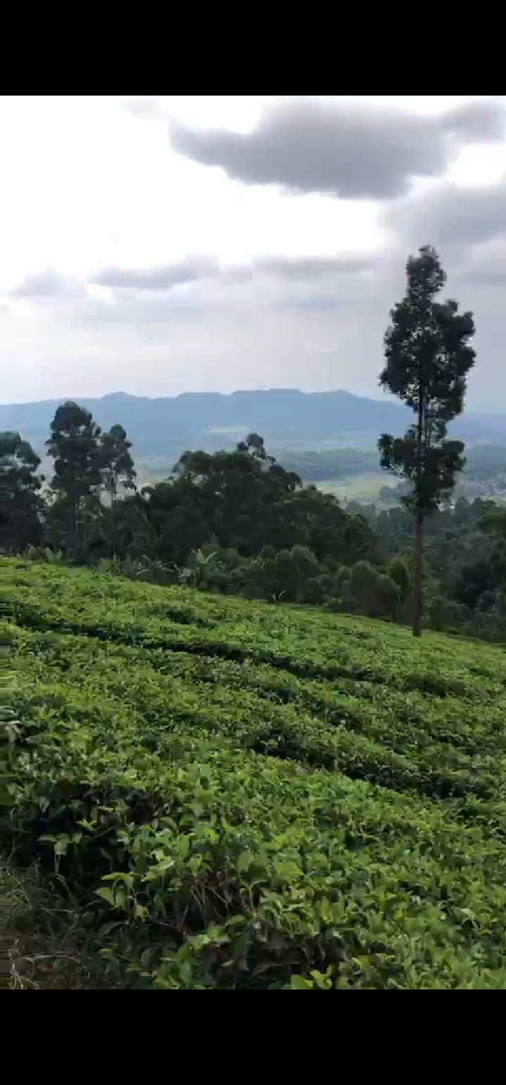 Ciwidey Tea Plantation On The Hills Campsite - Ciwidey