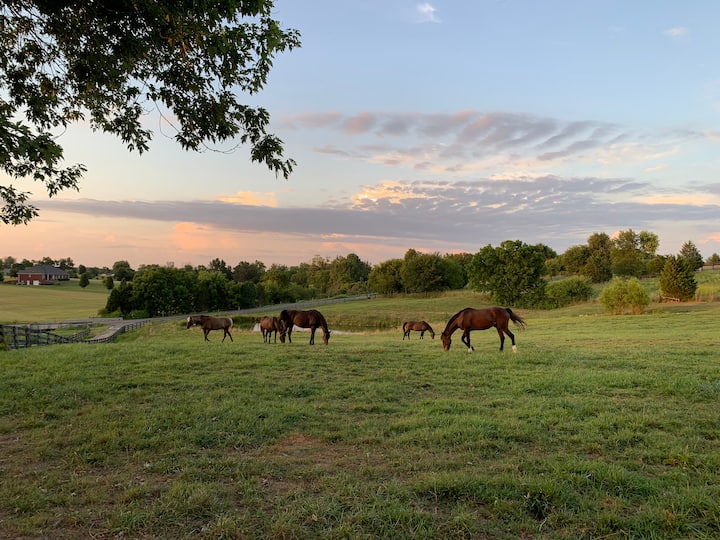 Creekview Farm: Bourbon, Horses, And Sunsets - Bardstown, KY