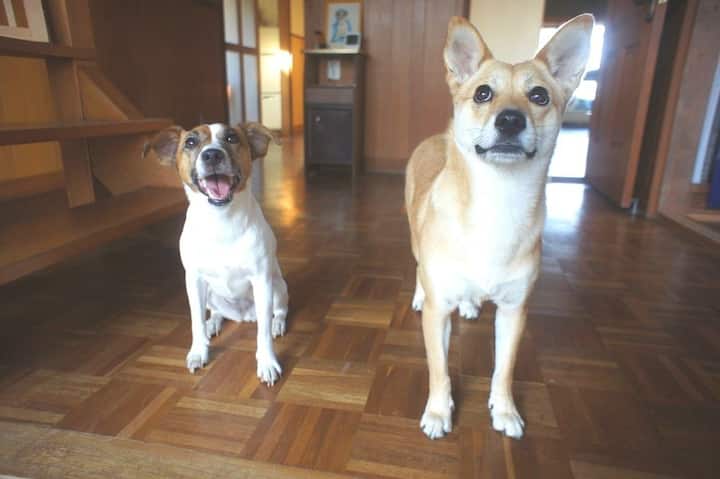 犬と泊まれる石巻民泊「かめハウス」 - 이시노마키시