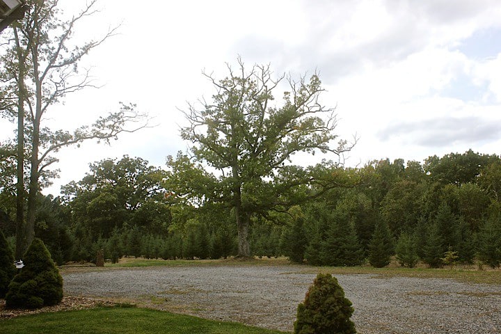 Stone Oak Tree Farm White Spruce Rm - Middletown, NY