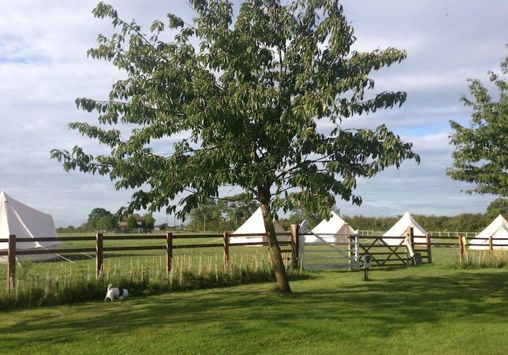 5m Family Bell Tent - Wetherby
