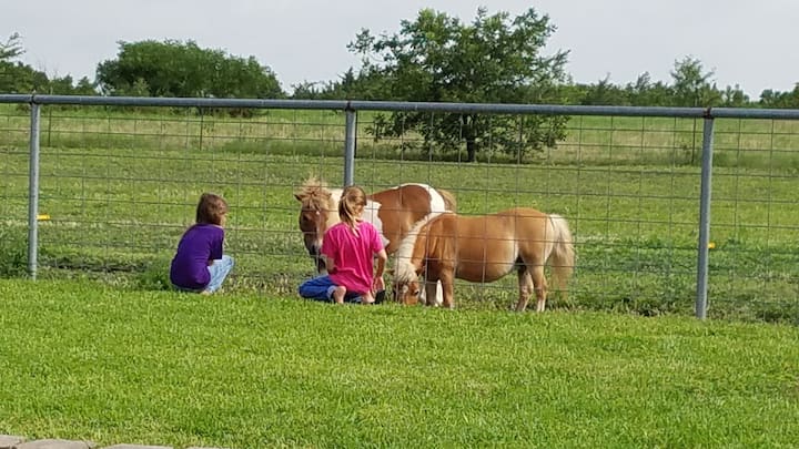 Private Guest House, Mini-horses, Pool,staycation - Midlothian, TX