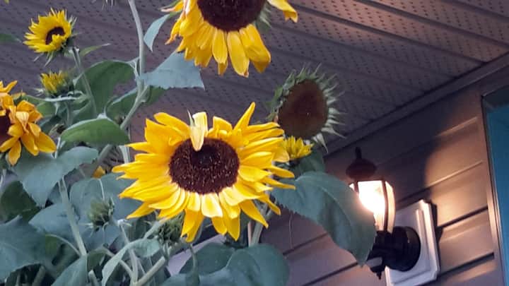 Sunflower Suite - Blackfalds