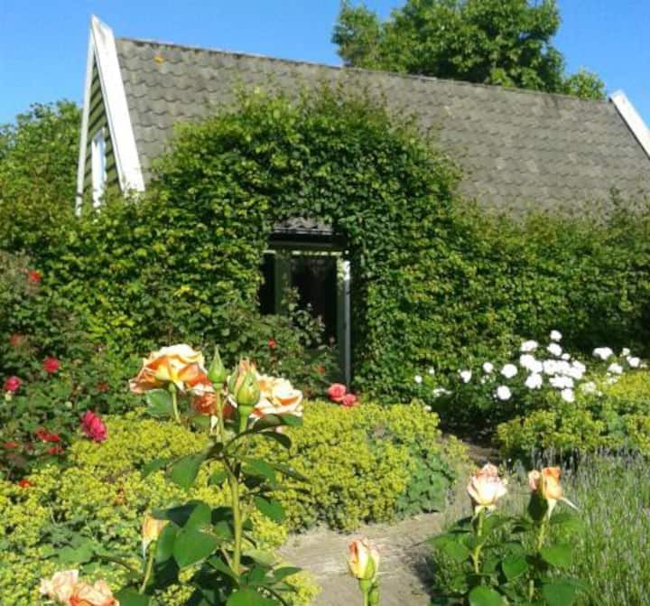 Rosesdream - Noord-Holland