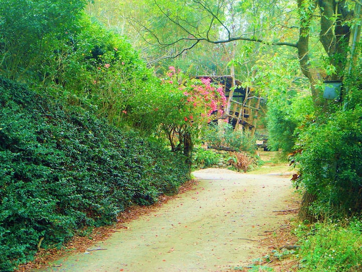 飛鳳林子 Feifong Forest - 이란 현