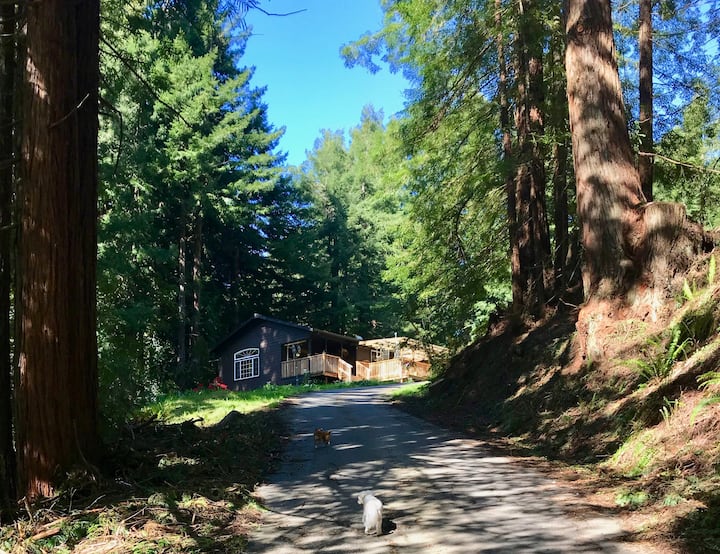 Secluded In The Redwoods, Outdoor Tubs, Pets Ok - Fortuna, CA