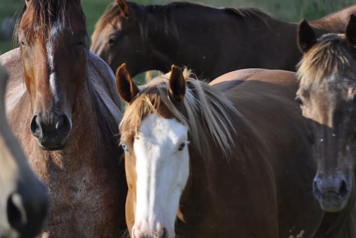 Horse Farm Retreat Creekside Tiny House, Capacidad Para 4 Y Admite Mascotas - Tennessee