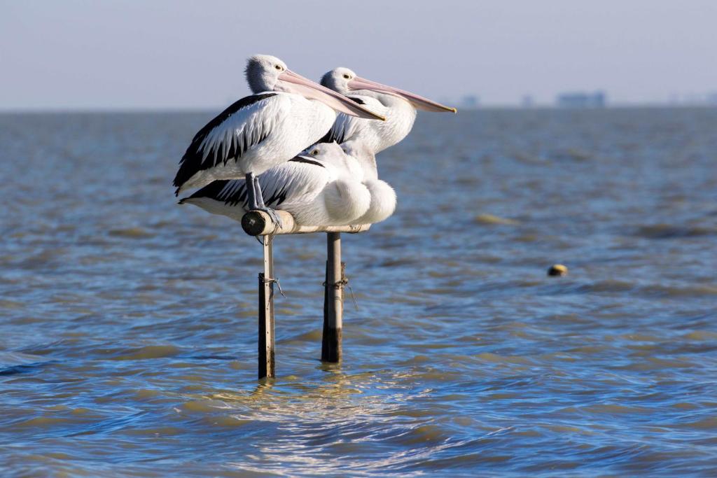 Pelican Perch Retreat - Meningie