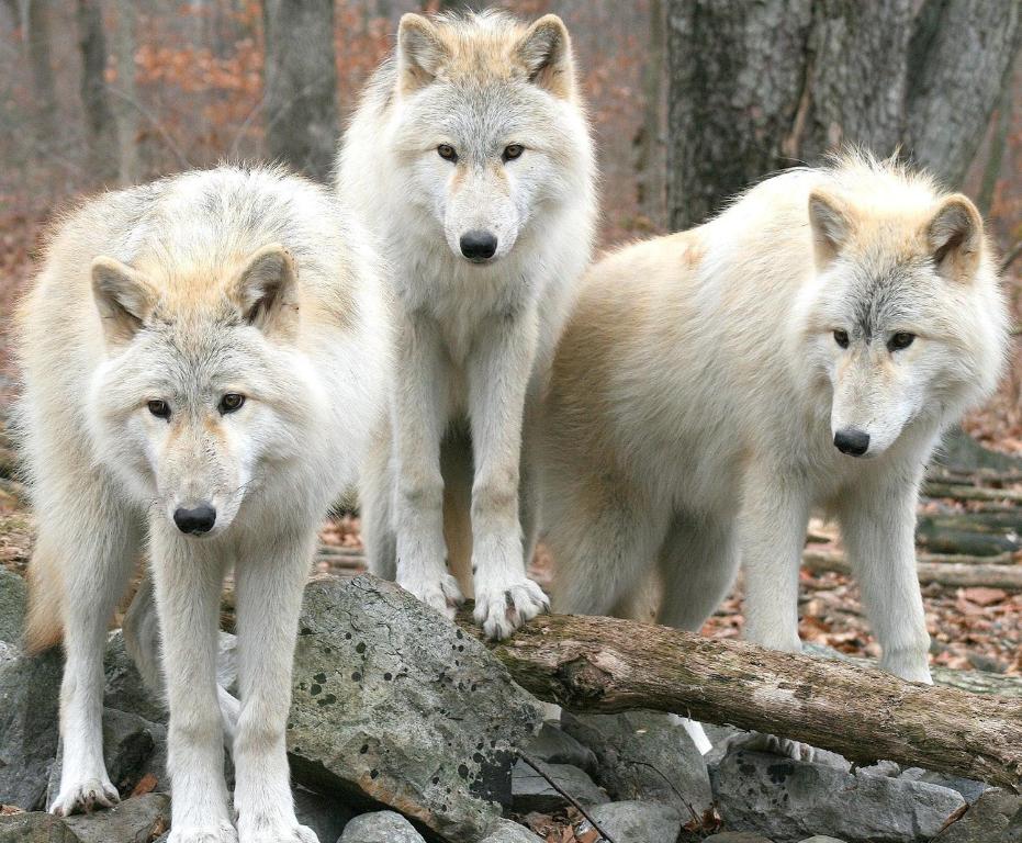 Aux 3 Loups - Vogesen