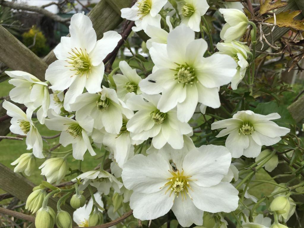 Clematis House Gloucester Road - 코츠월드