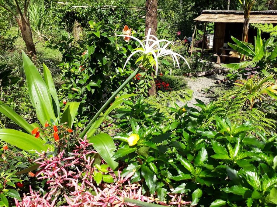 Agouti Cottage, Roots Cabin-organic Gardens-rivers - Dominica