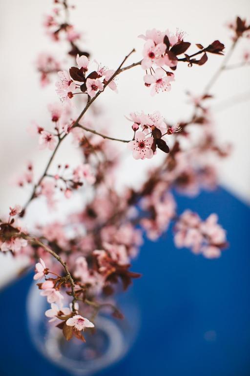Cherry Blossom Cottage - Ceres