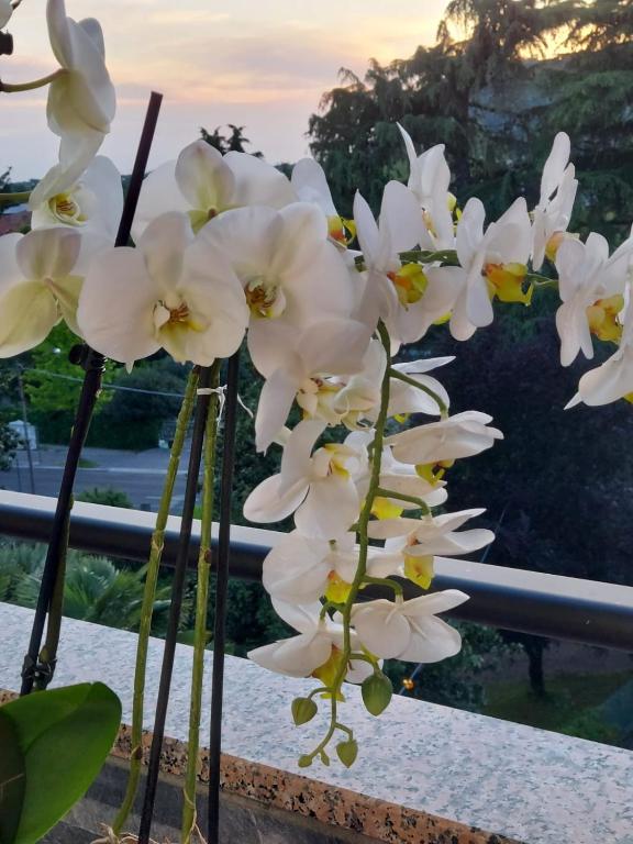 Alloggio Orchidea - Monfalcone