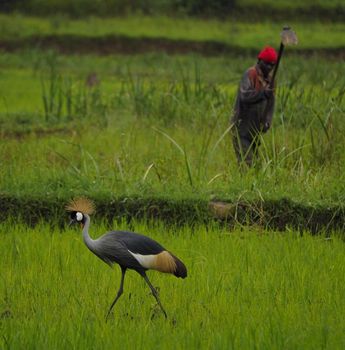 Compare cheap apartments in Rwanda by cozycozy