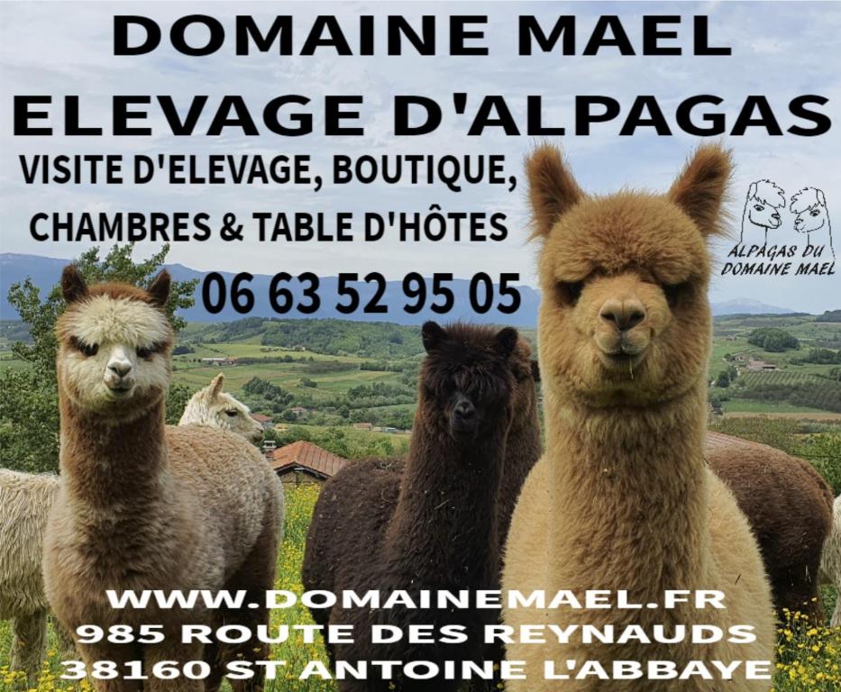Alpagas Du Domaine Mael - Saint-Marcellin