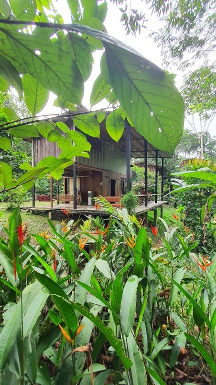 Amazona Lodge - Amazonas (estado)