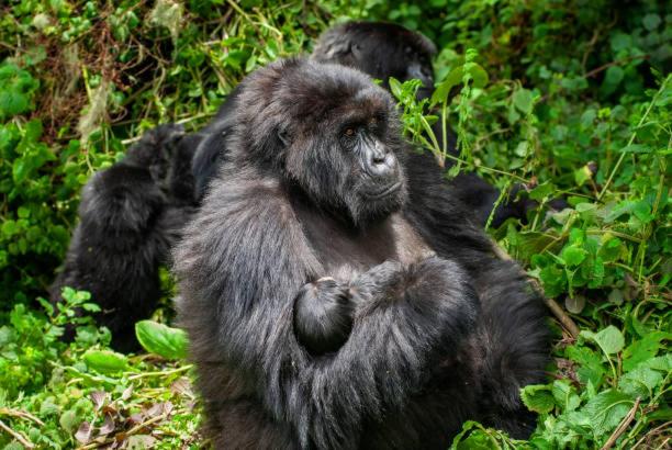 Parc Des Gorilla Explorers Uganda Ltd - Ouganda