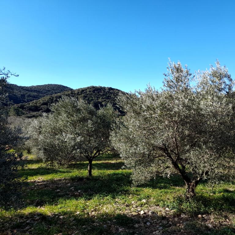 L'oliveraie De Juju - Clermont-l'Hérault