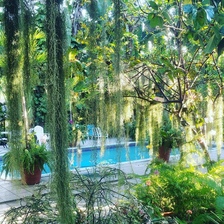 Orchid Cottage - Kingston (Jamaica)