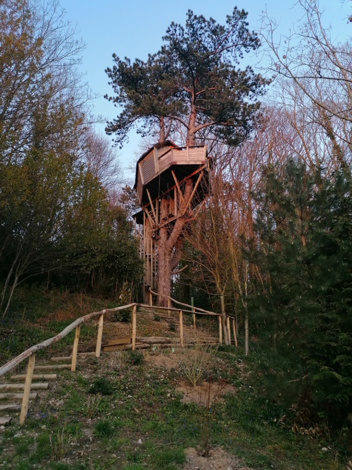 Sherwood Tree - Étretat