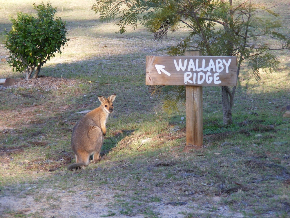 Wallaby Ridge Retreat - Mount Tamborine