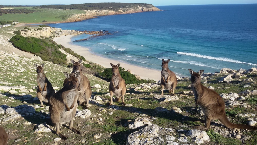 Waves And Wildlife - Kangaroo Island