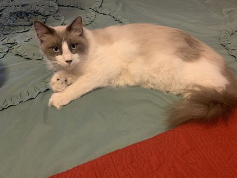 Top Airbnbs & Vacation rentals in Hope, AR cozycozy