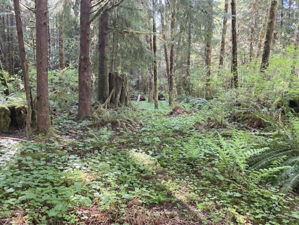 Primitive Tent Site #13- Beautiful Forested Property - Washington