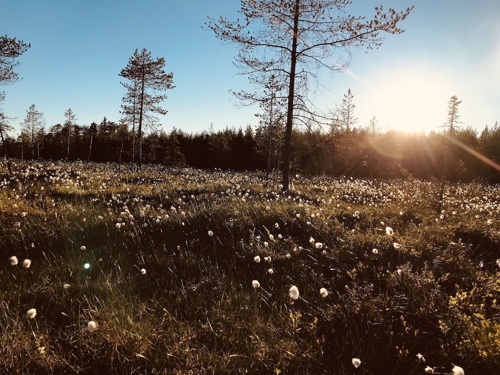 Metsä Kolo - Pohjois-Pohjanmaa