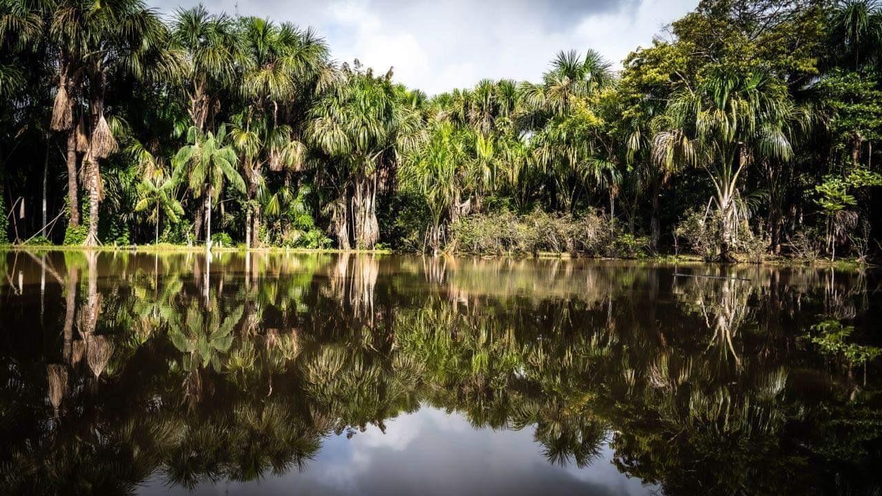 Enchanting Jungle Villa - Umari - Amazonas