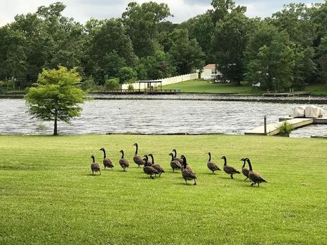 Anacoco Lake, LA airbnb, hotels and vacation rentals