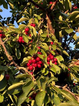 Oliver Vacation Home and Villa Rentals cozycozy