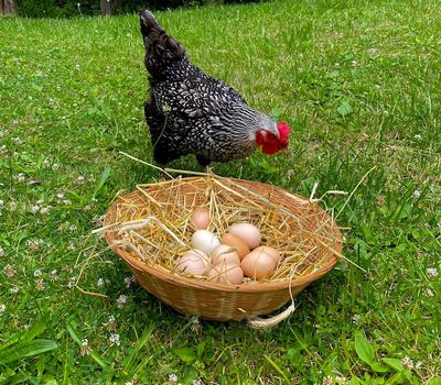 Buttermilk Falls State Park, Ithaca airbnb, hotels and vacation rentals