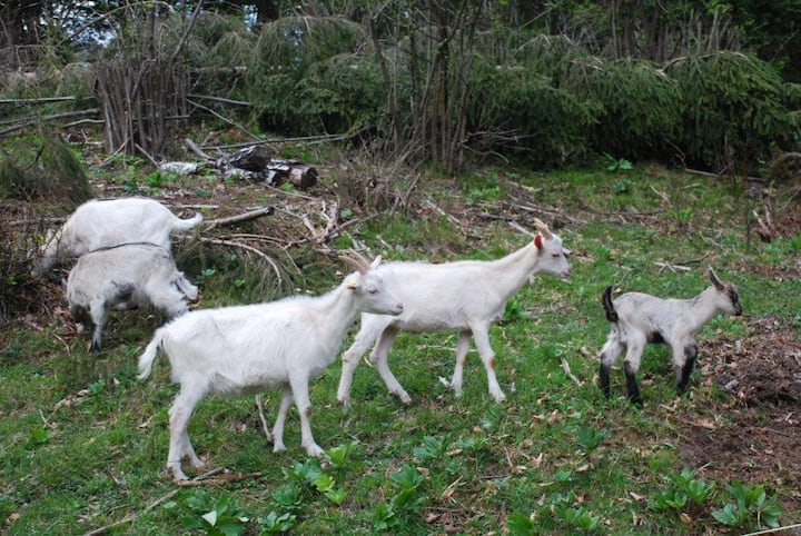 lovely goat farm near Bled - small doubleroom - Slovénie