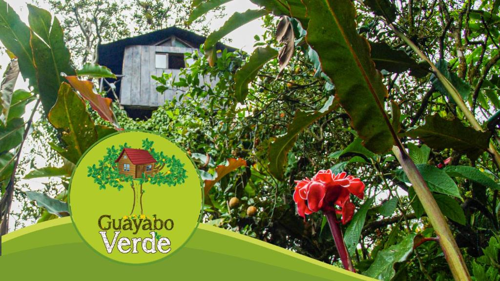 Guayabo Verde - Équateur