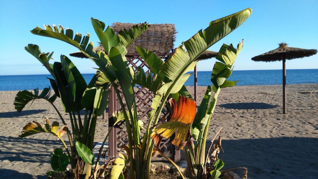 Aloha Paraíso - Torremolinos